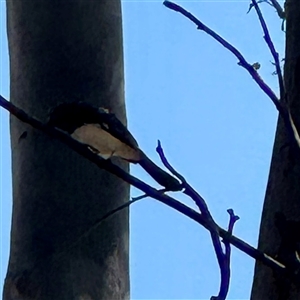 Rhipidura leucophrys at Townsville City, QLD - 30 May 2025 12:12 PM