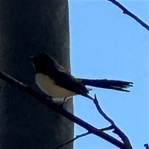 Rhipidura leucophrys at Townsville City, QLD - 30 May 2025 12:12 PM