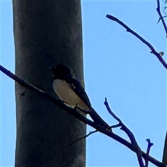Rhipidura leucophrys at Townsville City, QLD - 30 May 2025 12:12 PM