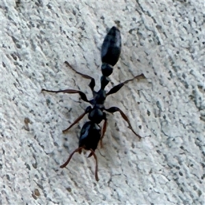 Formicidae (family) at Townsville City, QLD - 29 May 2025 05:04 PM