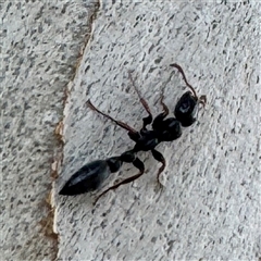 Formicidae (family) at Townsville City, QLD - 29 May 2025 05:04 PM