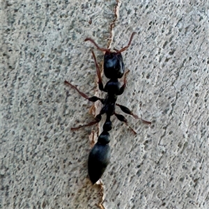 Formicidae (family) at Townsville City, QLD - 29 May 2025 05:04 PM