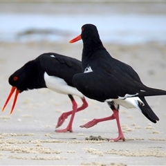 Haematopus longirostris (Australian Pied Oystercatcher) at Bongaree, QLD - 19 May 2025 by jb2602