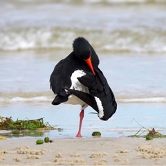Haematopus longirostris at Bongaree, QLD - suppressed