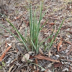 Dianella revoluta (Black-Anther Flax Lily) at Whitlam, ACT - 28 May 2025 by sangio7