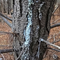 Pinus radiata at Isaacs, ACT - 29 May 2025 by Mike