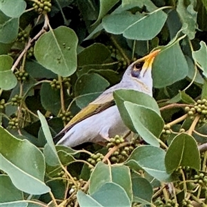 Manorina melanocephala at Townsville City, QLD - Yesterday by Hejor1