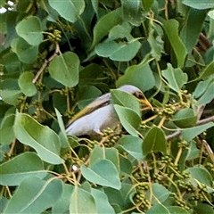 Manorina flavigula at Townsville City, QLD - 29 May 2025 05:02 PM