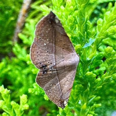 Autoba abrupta (Acontiinae) at Townsville City, QLD - 29 May 2025 by Hejor1