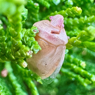 Pentatomidae (family) at Townsville City, QLD - 29 May 2025 by Hejor1