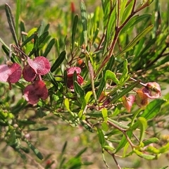 Dodonaea viscosa subsp. angustissima (Hop Bush) at Hawker, ACT - 28 May 2025 by sangio7