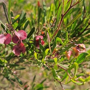 Dodonaea viscosa subsp. angustissima at Hawker, ACT - 28 May 2025 by sangio7