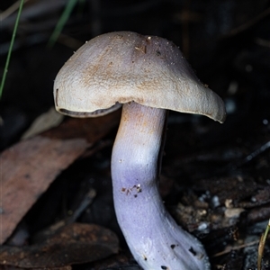 Cortinarius sp. - lilac, blue(ish), purple(ish) at Paddys River, ACT - 28 May 2025 by Cristy1676