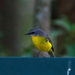 Eopsaltria australis at Welsby, QLD - 19 May 2025 by jb2602