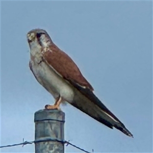 Falco cenchroides at Townsville City, QLD - Yesterday by Hejor1