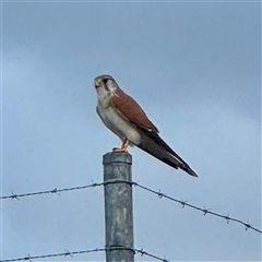 Falco cenchroides at Townsville City, QLD - 29 May 2025 04:43 PM