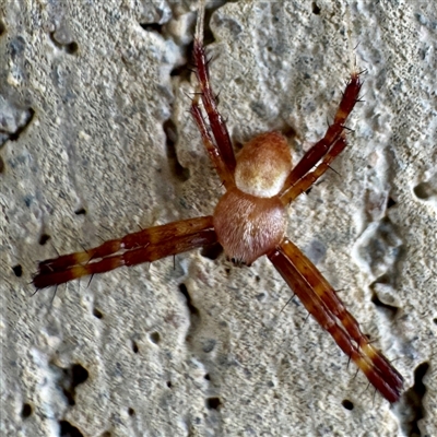Argiope (genus) at Townsville City, QLD - 29 May 2025 by Hejor1
