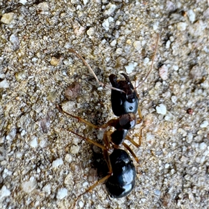 Camponotus sp. (genus) at Townsville City, QLD - Yesterday by Hejor1