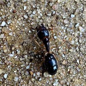 Camponotus sp. (genus) at Townsville City, QLD - 29 May 2025 10:51 AM