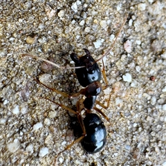 Camponotus sp. (genus) at Townsville City, QLD - 29 May 2025 10:51 AM