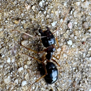Camponotus sp. (genus) at Townsville City, QLD - 29 May 2025 10:51 AM