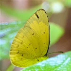 Eurema sp. (Genus) at Townsville City, QLD - Yesterday by Hejor1