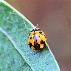 Coelophora inaequalis at Townsville City, QLD - Yesterday by Hejor1