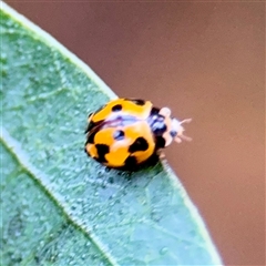 Coelophora inaequalis at Townsville City, QLD - 29 May 2025 07:46 AM