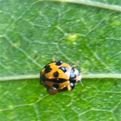 Coelophora inaequalis at Townsville City, QLD - Yesterday 07:46 AM