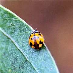 Coelophora inaequalis at Townsville City, QLD - Yesterday 07:46 AM