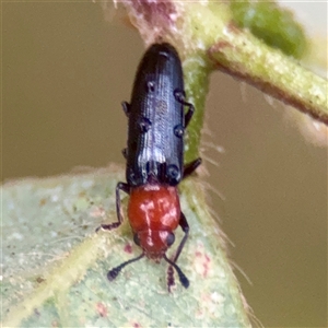 Heteromastix sp. (genus) at Townsville City, QLD - Yesterday by Hejor1
