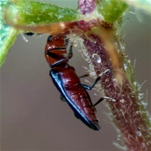 Caenolanguria vulgaris at Townsville City, QLD - 29 May 2025 07:42 AM
