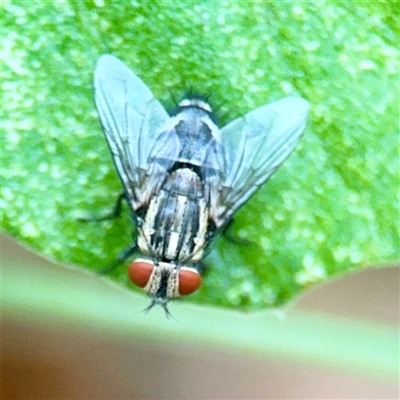 Exorista sp. (genus) at Townsville City, QLD - 29 May 2025 by Hejor1
