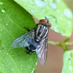 Exorista sp. (genus) at Townsville City, QLD - 29 May 2025 07:38 AM