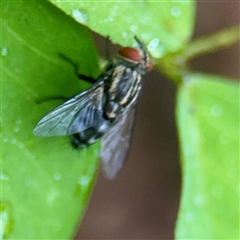Exorista sp. (genus) at Townsville City, QLD - 29 May 2025 07:38 AM