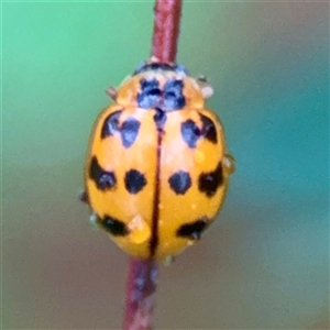Harmonia octomaculata at Townsville City, QLD - Yesterday 07:35 AM