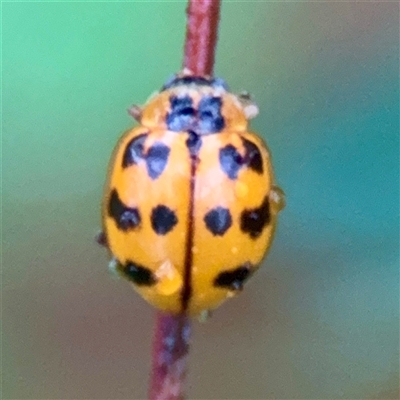 Harmonia octomaculata (Maculate Ladybird Beetle) at Townsville City, QLD - 29 May 2025 by Hejor1