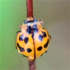 Harmonia octomaculata at Townsville City, QLD - Yesterday 07:35 AM