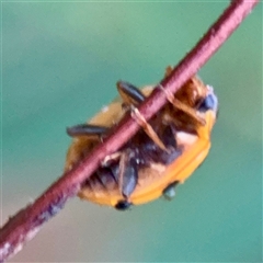 Harmonia octomaculata at Townsville City, QLD - Yesterday 07:35 AM