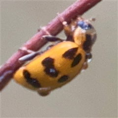 Harmonia octomaculata at Townsville City, QLD - Yesterday 07:35 AM