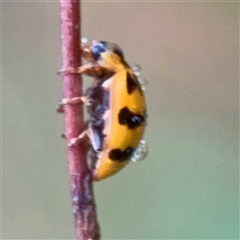 Harmonia octomaculata at Townsville City, QLD - Yesterday 07:35 AM