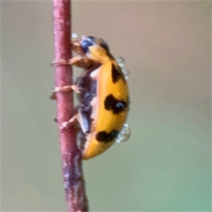 Harmonia octomaculata at Townsville City, QLD - Yesterday 07:35 AM
