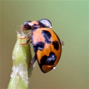 Coelophora inaequalis at Townsville City, QLD - Yesterday by Hejor1