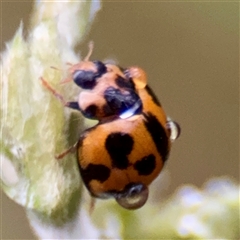 Coelophora inaequalis at Townsville City, QLD - Yesterday 07:34 AM