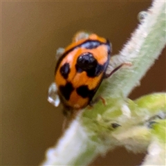 Coelophora inaequalis at Townsville City, QLD - Yesterday 07:34 AM
