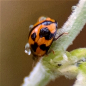 Coelophora inaequalis at Townsville City, QLD - Yesterday 07:34 AM