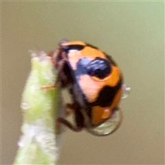 Coelophora inaequalis at Townsville City, QLD - Yesterday 07:34 AM