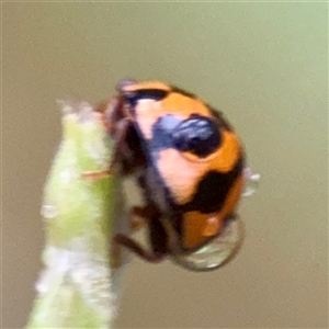Coelophora inaequalis at Townsville City, QLD - Yesterday 07:34 AM