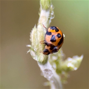 Coelophora inaequalis at Townsville City, QLD - Yesterday 07:34 AM