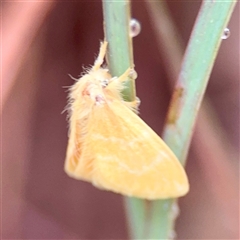 Euproctis lutea (Lymantriinae (Yellow Tussock)) at Townsville City, QLD - 29 May 2025 by Hejor1